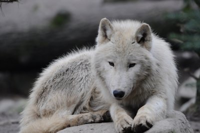 Pattes blanches_4298427659_l.jpg